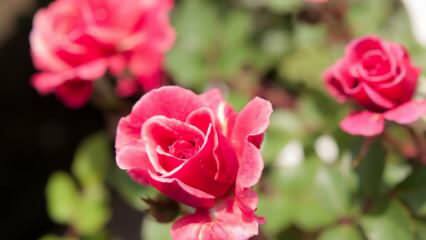Comment faire pousser des roses en pot? Conseils pour cultiver des roses à la maison ...