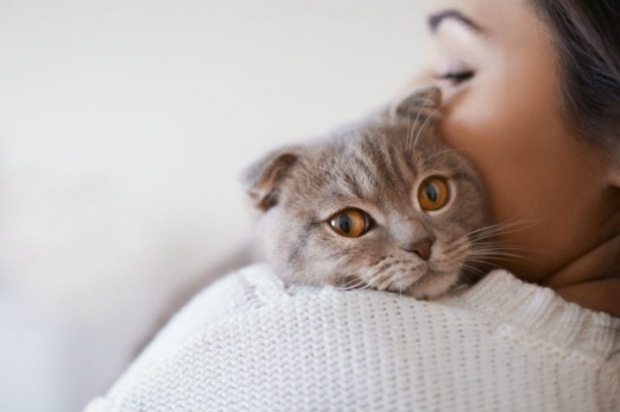 Comment prévenir le stress des chats? Comment éviter la perte de poils de chat?