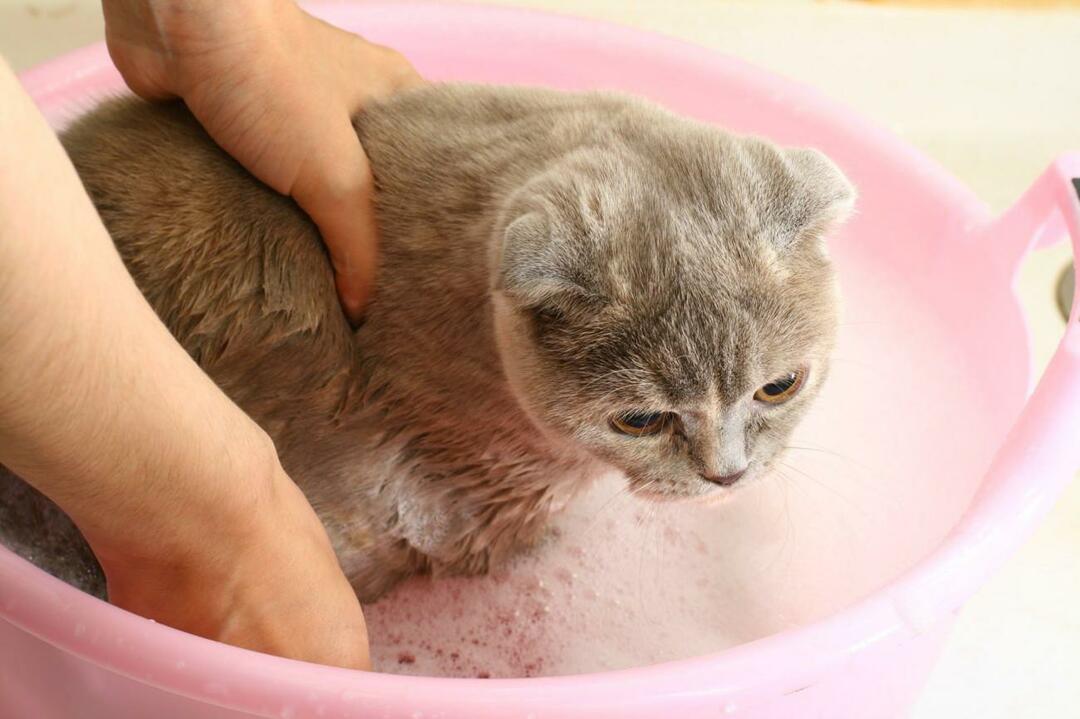 comment laver les chats