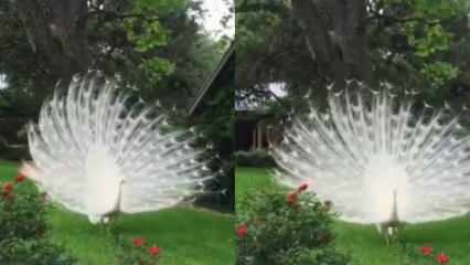 Le paon blanc rarement vu est enchanté par sa beauté!