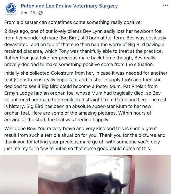 Exemple de publication Facebook avec une histoire de Paton et Lee Equine Veterinary Surger.