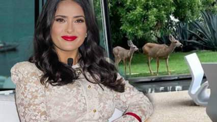 La star hollywoodienne Salma Hayek a partagé le cerf qui est entré dans son jardin sur les réseaux sociaux!