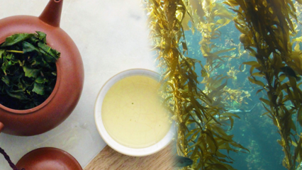 Quels sont les avantages de la mousse? Comment faire du thé aux algues et à quoi sert-il?