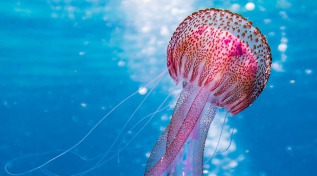 Que faire des piqûres de méduses? Ce qu'il faut savoir sur les méduses ...