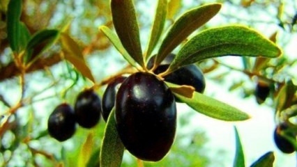 Comment prendre soin d'un olivier à la maison? 