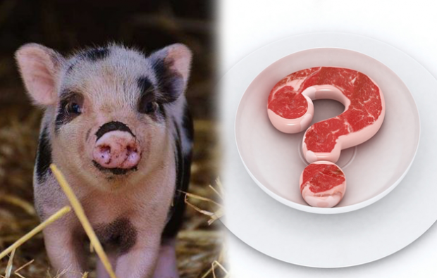 Est-il interdit de manger du porc?