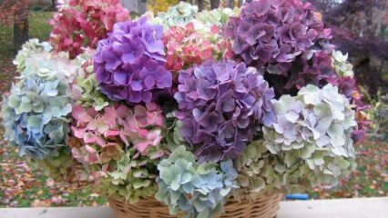 Comment colorer les fleurs d'hortensia?