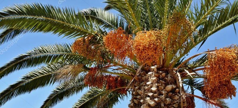 Qu'est-ce qu'un palmier? Quelles sont les propriétés du palmier, comment le cultiver
