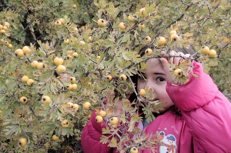 Qu'est-ce que l'aubépine? Bienfaits méconnus du fruit de l'aubépine