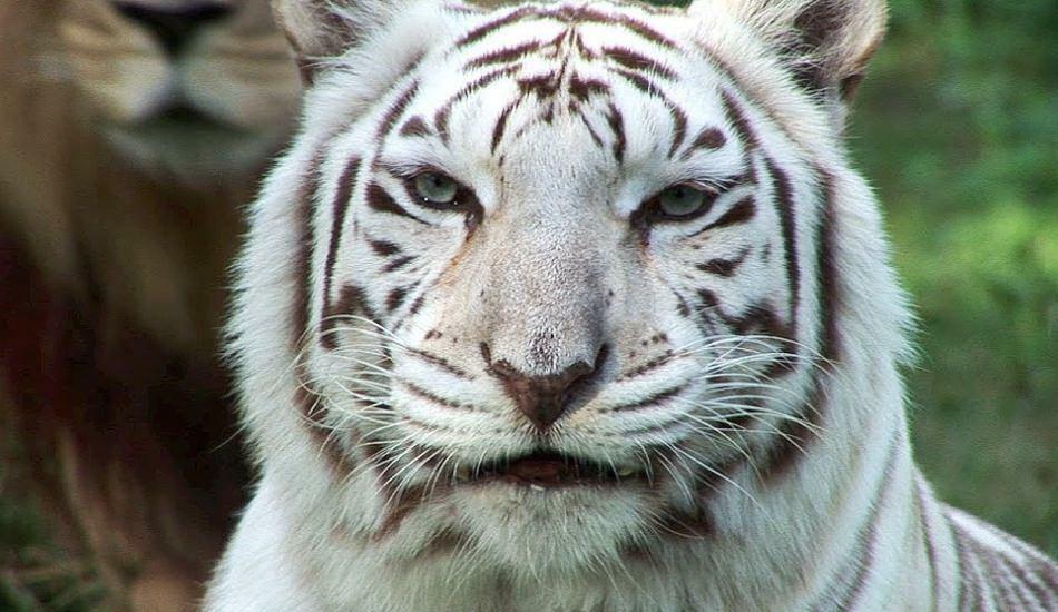 Le tigre blanc dans le zoo propage le danger