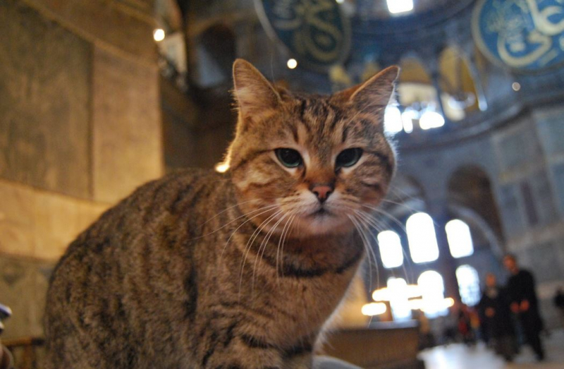 Le chat de Hagia Sophia Gli chez le vétérinaire: Vos bons voeux vous attendent!