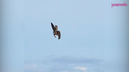 L'incroyable compétence de chasse du Fish Eagle!