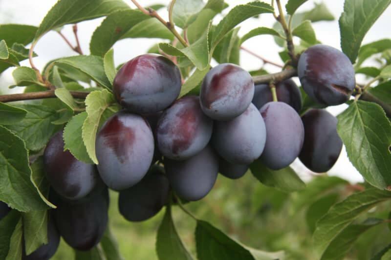 La prune prune offre plus d'avantages lorsqu'elle est consommée fraîche. Cependant, sa forme sèche est particulièrement efficace pour ceux qui veulent suivre un régime.