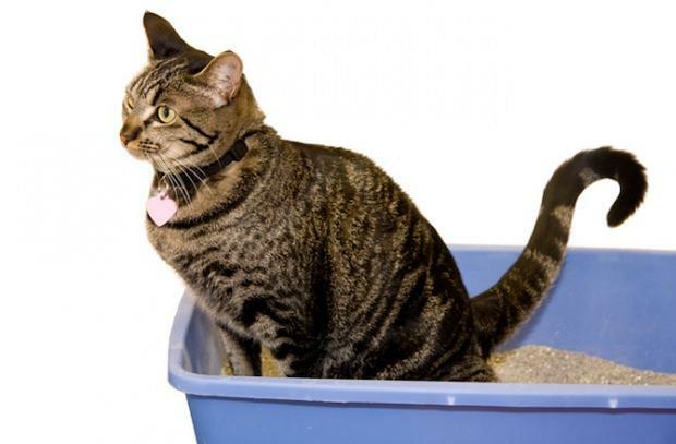 Comment dresser les chats à la propreté