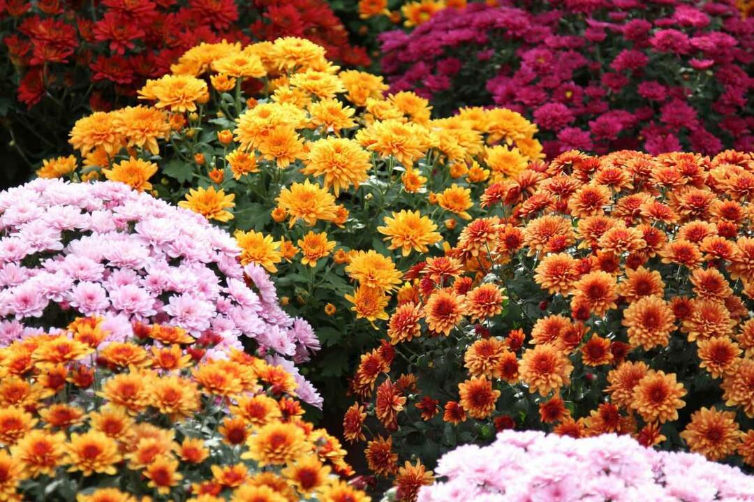 Quelles sont les fleurs de novembre? L'utilisation de fleurs dans la décoration de la maison de la saison d'automne
