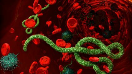 Qu'est-ce que le virus Ebola? Comment se transmet le virus Ebola? Quels sont les symptômes du virus Ebola? 