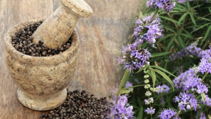 Quels sont les avantages de la graine Hayıt? À quoi sert un mélange de graines de foin et de miel?