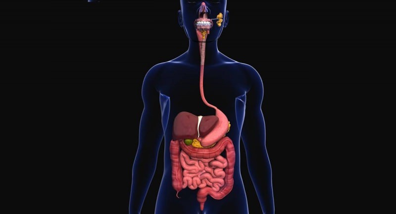 Les probiotiques sont bénéfiques pour le fonctionnement du système digestif