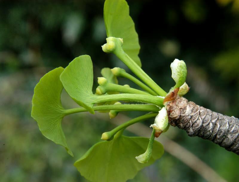 le ginkgo biloba est particulièrement bénéfique pour la santé du cerveau