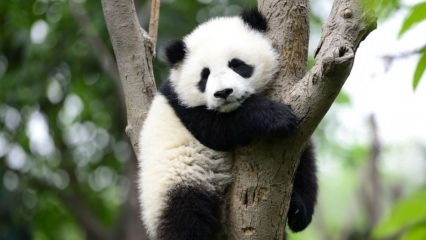 Le plus petit panda du monde est né en Chine