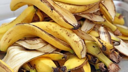 Quels sont les bienfaits de la banane? Combien de types de bananes existe-t-il? Utilisations inconnues de la peau de banane! 