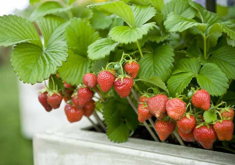 Comment faire pousser des fraises en pot? La méthode la plus pratique pour cultiver des fraises