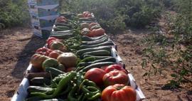 Tout ce que vous achetez dans le quartier Ayrancı de Karaman ne coûte qu'une lire! De la tomate au concombre...