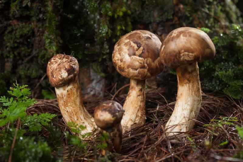 Une réserve de protéines complète: qu'est-ce que le champignon Matsutake Quels sont les avantages du champignon Matsutake?