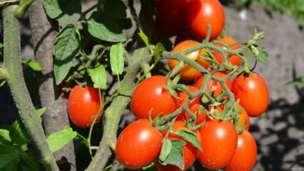 Comment faire pousser des tomates en pot? La culture de tomates la plus facile