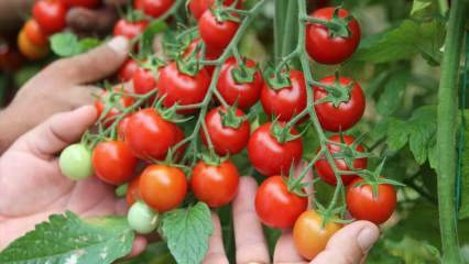 Quel est l'avantage de manger des tomates au sahur? Quels sont les avantages des tomates crues? 