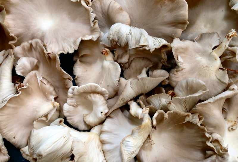 une consommation excessive de champignons peut provoquer des allergies à l'empoisonnement 