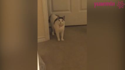Le chat qui réagit aux invités qui rentrent à la maison!