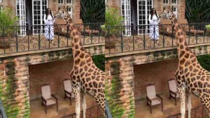 La femme nourrit la girafe du balcon avec ses mains! 