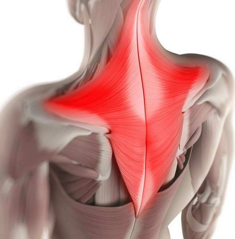 Pendant la journée, inconsciemment, les muscles de la région du cou peuvent être tirés dans la mauvaise position assise. 