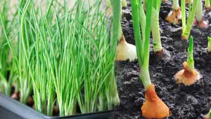Comment faire pousser des oignons verts en pot? Conseils pour faire pousser des oignons de printemps