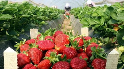 Quels sont les symptômes de l'allergie aux fraises? Y a-t-il un avantage à la fraise?