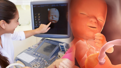Quel organe se développe en premier chez les nourrissons? Développement bébé de semaine en semaine