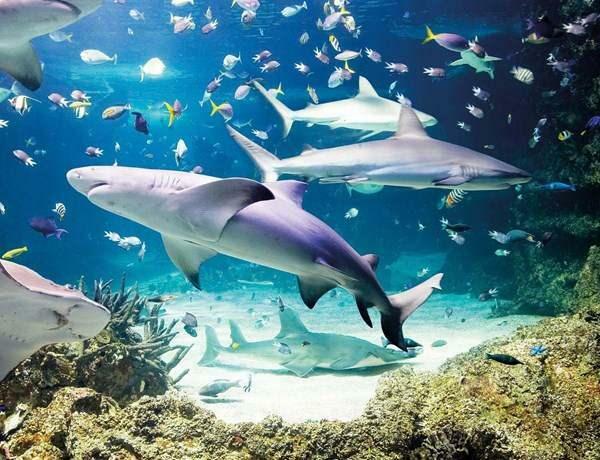  Aquarium de la vie marine d'Istanbul