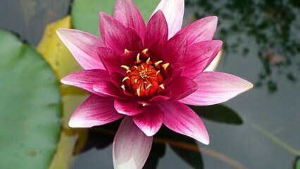 Comment prendre soin de la fleur de lotus (nénuphar) à la maison?
