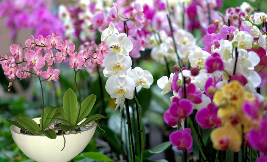 Comment prendre soin des orchidées? Comment propager des fleurs d’orchidées? 5 choses que les fleurs d'orchidées n'aiment pas