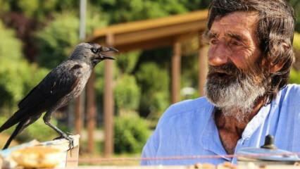 Mehmet Çevik, 74 ans, sert du thé avec un corbeau!