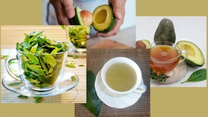Quels sont les bienfaits du thé aux feuilles d'avocat? Comment faire du thé aux feuilles d'avocat?