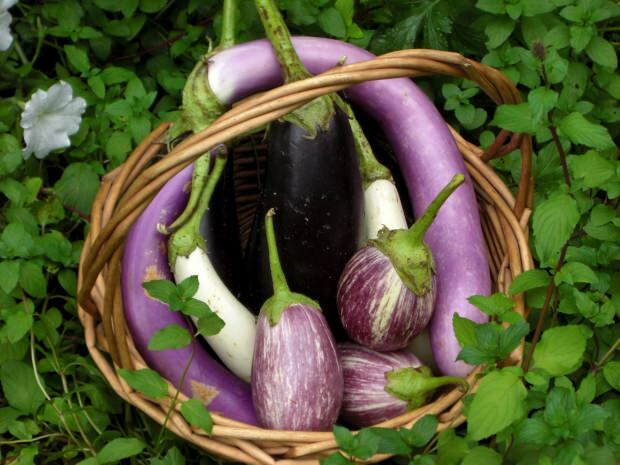 quels sont les avantages de l'aubergine