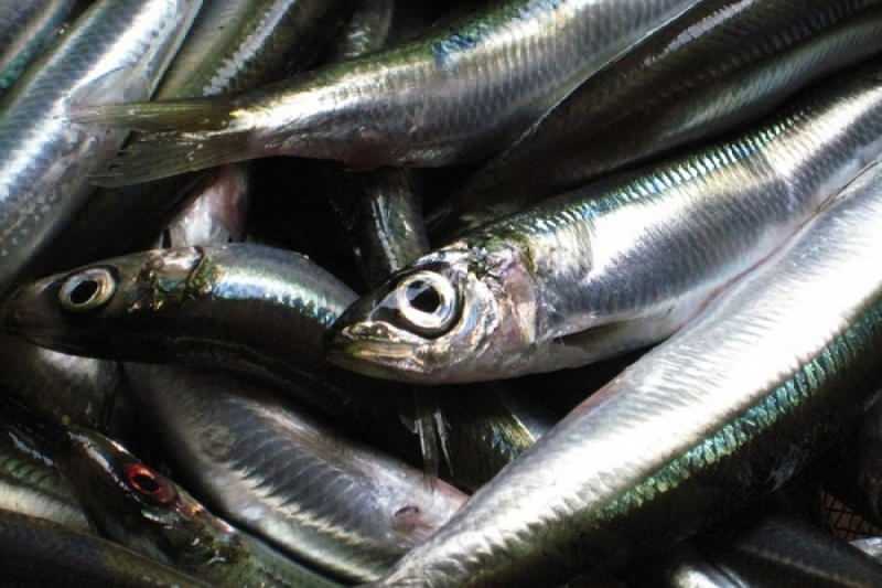 la sardine a la valeur d'huile la plus élevée parmi les espèces de poissons