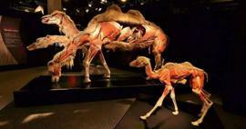 L'exposition sur l'anatomie des animaux réels arrive en Turquie !
