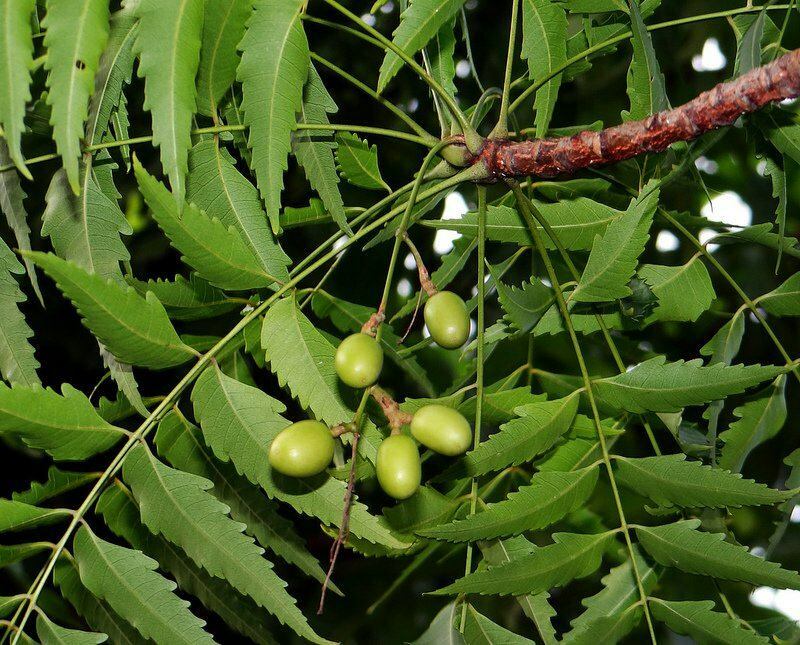 le neem est utilisé en médecine alternative depuis l'Antiquité