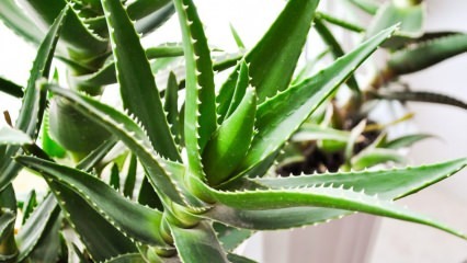 Qu'est-ce que l'Aloe Vera? Quels sont les bienfaits pour la peau? Comment l'aloe vera est-il appliqué sur la peau?
