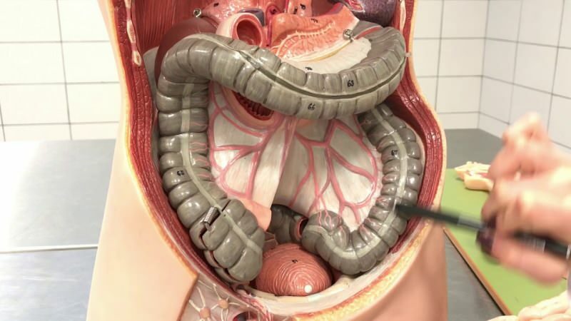 Des saignements anaux peuvent survenir à la suite d'une obstruction des intestins