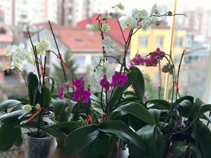 Comment prendre soin des orchidées? Comment arroser une orchidée à la maison? Méthode pour faire revivre les orchidées
