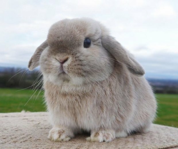 Comment les soins aux lapins devraient-ils être? Comment se déroule la formation aux toilettes?